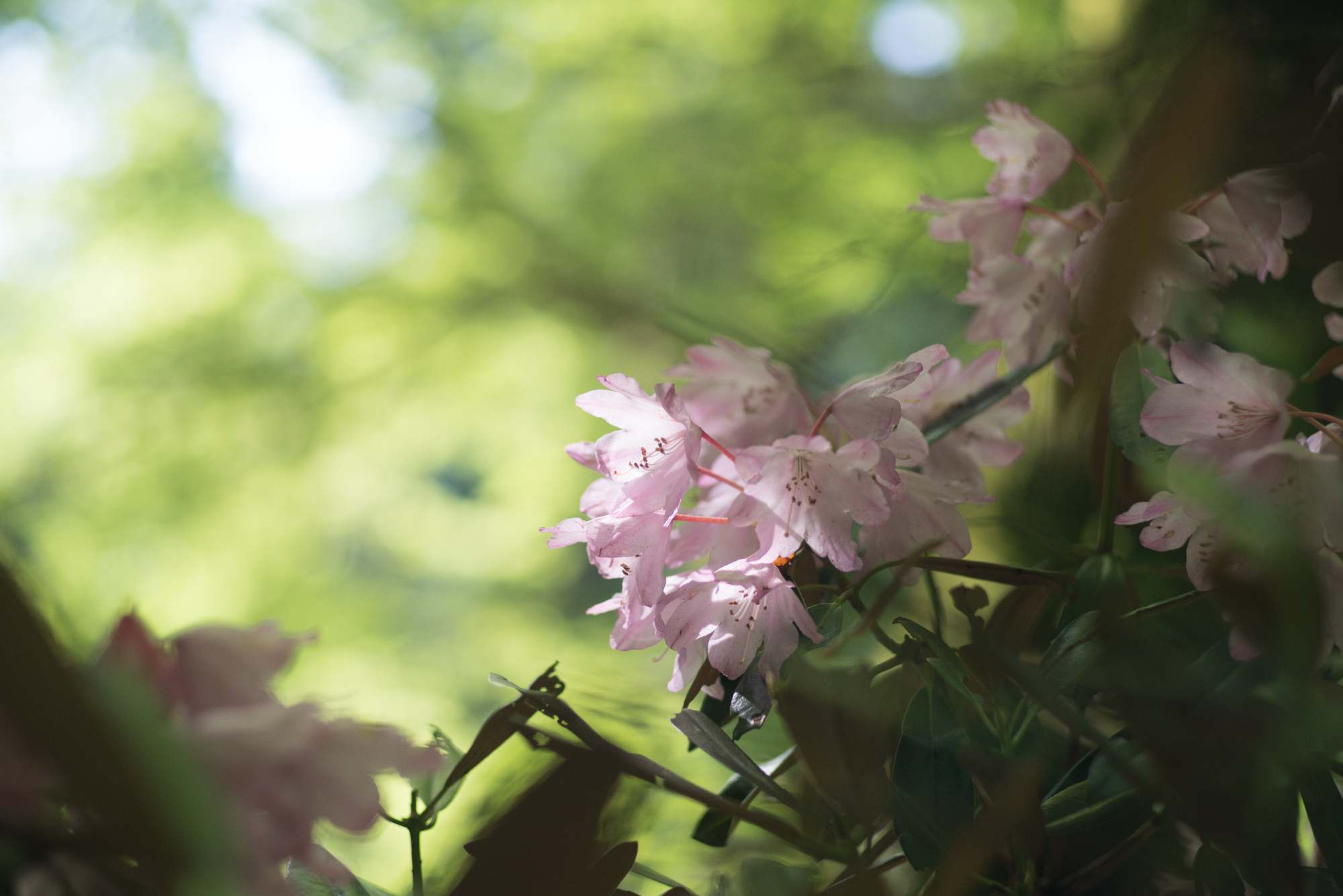 Rododendron lahko estetsko zelo popestri vrtove in parke